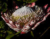 _A009619-40oofm.jpg
